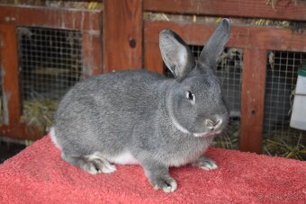 Predam Viedensky divoko modrý - 6