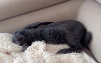 Anglický barenček s pp - 6