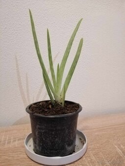 Aloe vera - 6