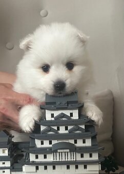 Japonský špic - 6