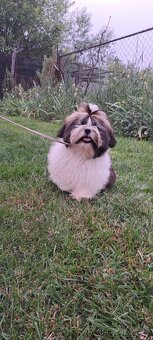 Shih tzu s PP / shi-tzu / shitzu - 6
