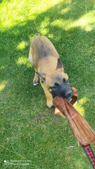 Belgický ovčiak malinois - 6
