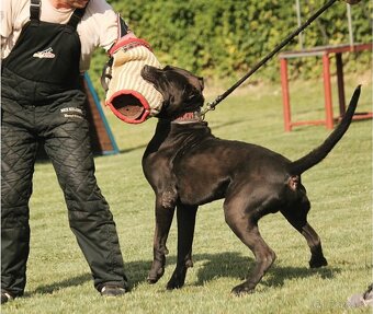 Bandog na krytie - 6