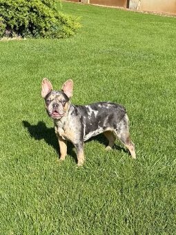 Francuzsky buldoček blue tan merle fenka a isabella fenka - 6