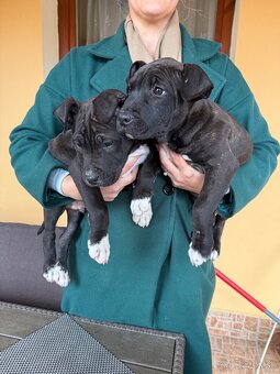 Americký staford 3steniatka odber ihneď 10 tyzdnove - 6