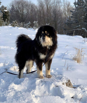 Tibetská doga šteniatka s PP po špičkových rodičoch - 6