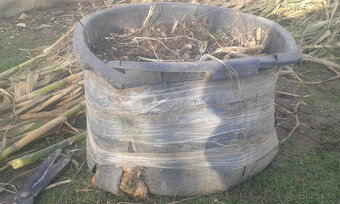 trstina obrovská-Aruna-ARUNDO DONAX-Trsteník - 6