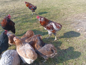 Kohúty araukana (araucana) - predaj - 6