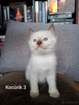 Ragdoll mačiatká na predaj - 6