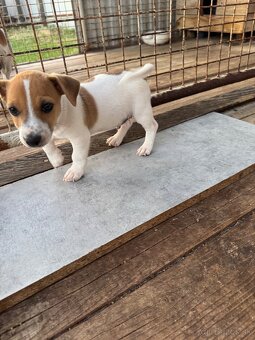 Jack Russel Terrier (Terier) - 6