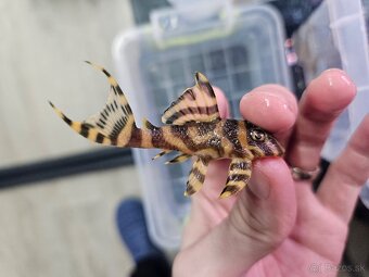 L 333 Gold line AAA - odchov - 6