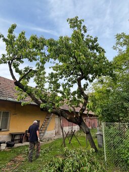 Vypilovanie tují, úprava živých plotov, odvoz odpadu - 6