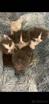 Ragdoll s britským bicolor mačiatka - 6