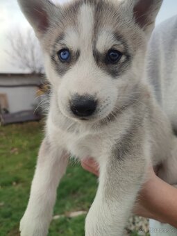 Šteniatka sibírsky husky - 6