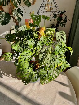 Raritné rastliny - 6