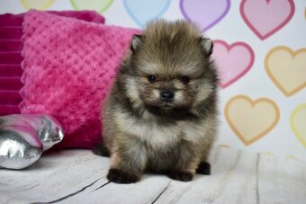 Pomeranian s PP - 6