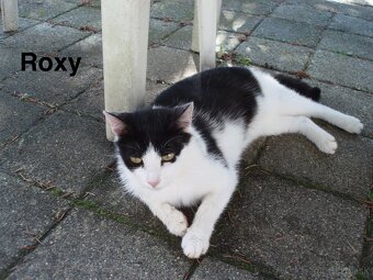 Roxy hľadá domov - 6