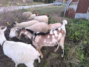 Anglonubijsky podielovy Capko pripustanie,predaj - 6