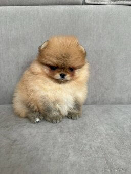 Pomeranian - 6