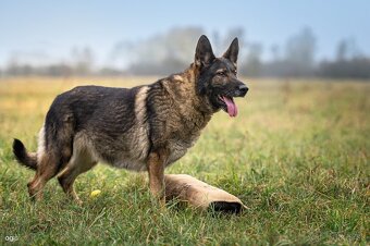 Nemecký ovčiak šteniatka s PP WORK line - 6