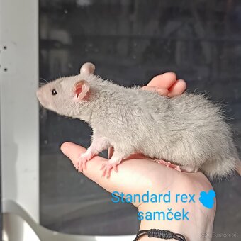 ❤ Exkluzívne dumbo, velveteen, rex potkaníky - 6