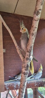 Predám KORELY - straka s krúžkom - 6