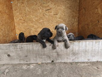Šteniatka Cane Corso - 6