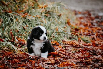 Miniatúrny americký ovčiak - 6