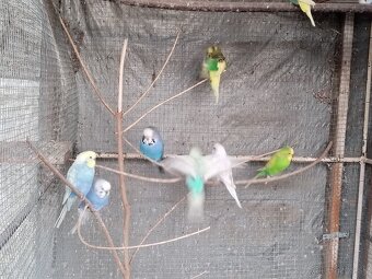 Predám vtáctvo - 6