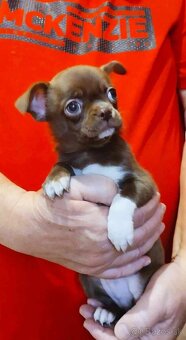 Čivava s rodokmeňom - 6