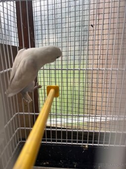 Agapornis fisher - 6