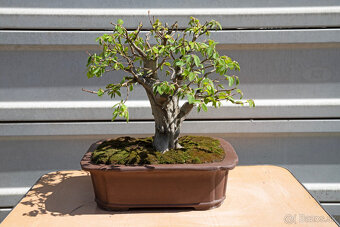 bonsai, bonsaj, Hrab - 6