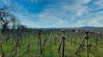 Rekreačná chata s vinohradom 608 m2, Jelenec, Nitra - 6