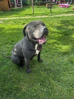 Amstaff - 6