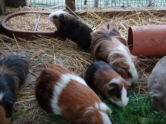 Morské prasiatko - 6