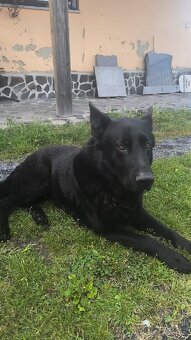 Mam na predaj stence nemeckých ovčiakov - 6