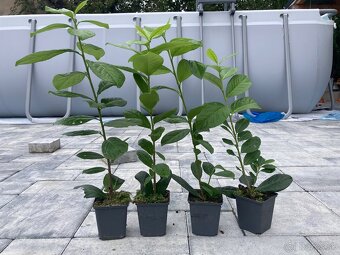 Tuja Smaragd September rozvor východné Slovensko - 6