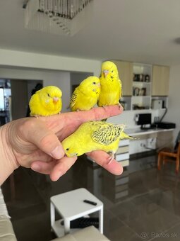 Andulka TCB Maznačik - 6