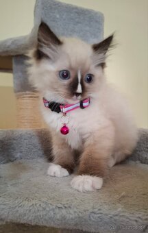 Ragdoll mačiatka - 6