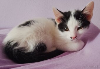 2,5 mesačné mačiatka - 6