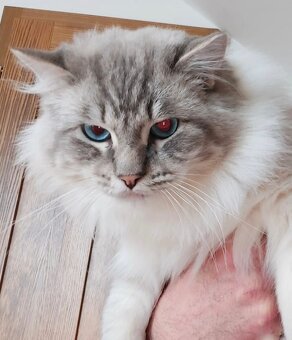 Ponukam ragdoll kocurov na krytie - 6