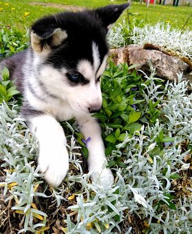 Sibirsky husky hasky - 6