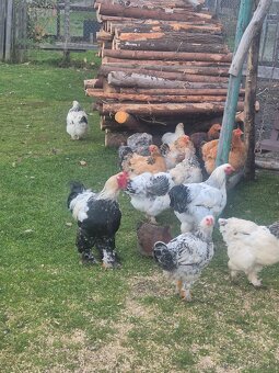 Rušenie chovu brahman - 6