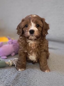 Cavapoo - 6
