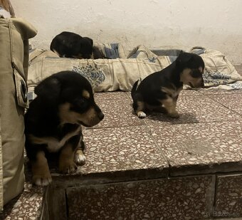 Krížený Juck Russel terier vs Jazvečík - 6