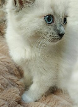 Mačiatka Ragdoll - 6