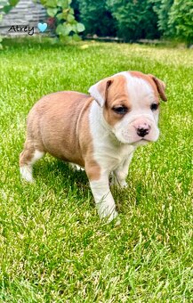 Americký Stafordšírsky teriér s PP 🐾🩷🩵🐶 - 6