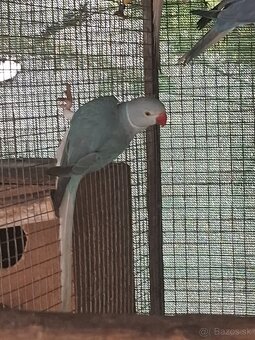 Alexander maly hch - 6