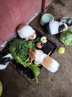 Morské prasiatka - 6