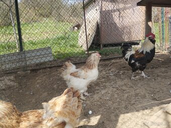 Marans pšenična, Appenzelsky chocholaci, Hamburcanky - 6